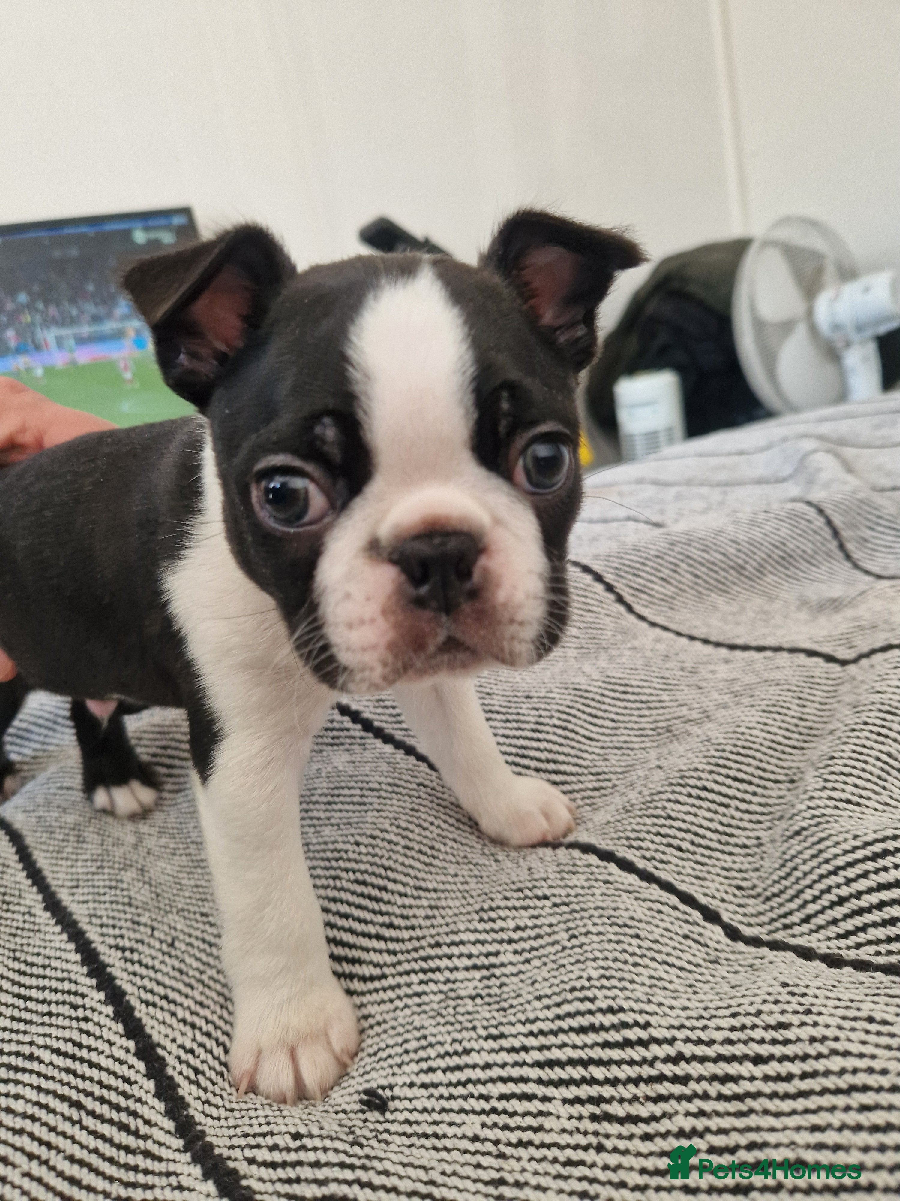 Boston Terrier dogs Boston Terrier puppy for sale.  - Advert 1