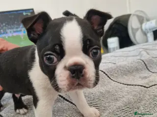 Boston Terrier dogs Boston Terrier puppy for sale. - Advert 1
