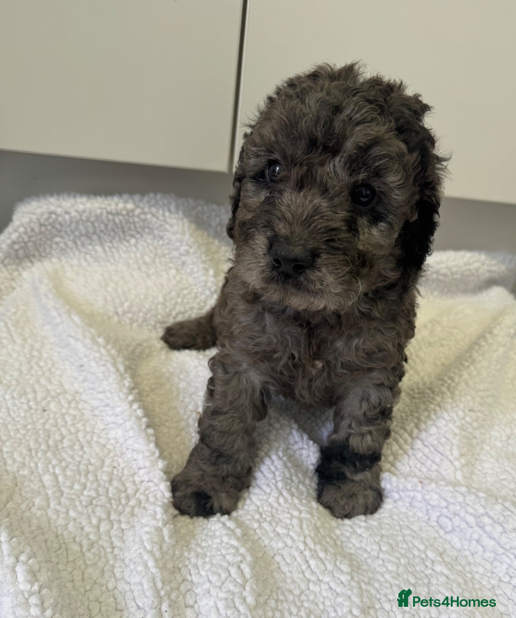 Cockapoo dogs F1 cockapoos  - Advert 6