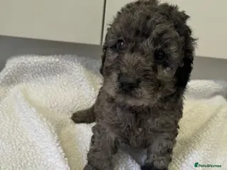 Cockapoo dogs F1 cockapoos - Advert 6