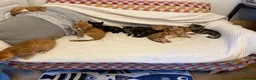 Mixed Breed cats for sale: Mixed Litters  - Advert 1