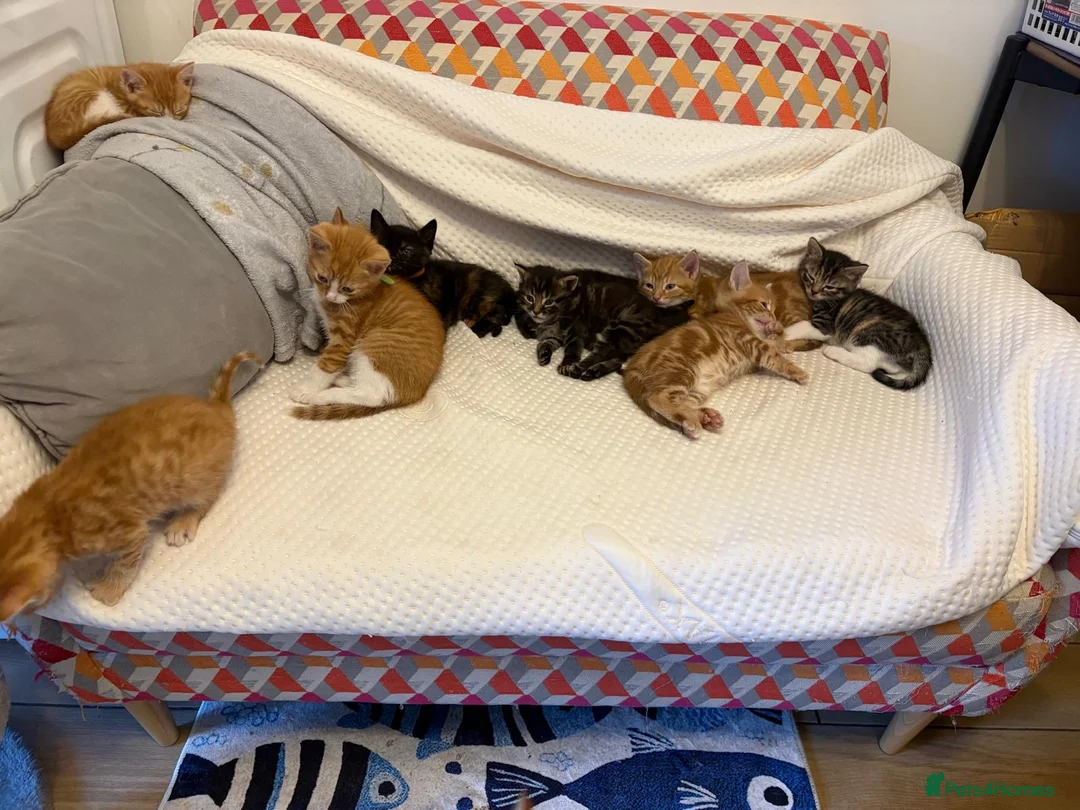 Mixed Breed cats for sale: Mixed Litters  - Advert 1