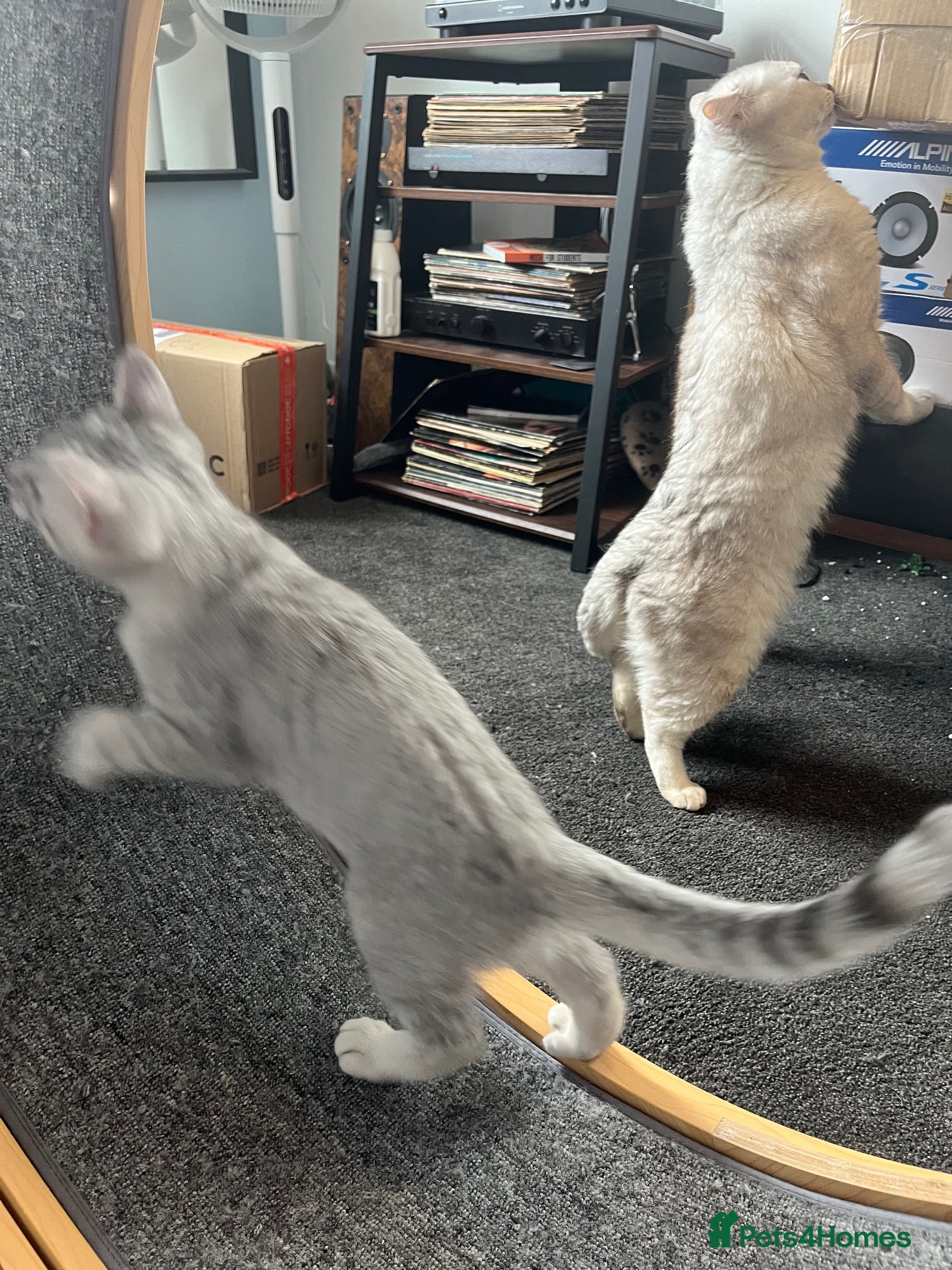 British Shorthair cats for sale: BHS x kittens - Advert 20