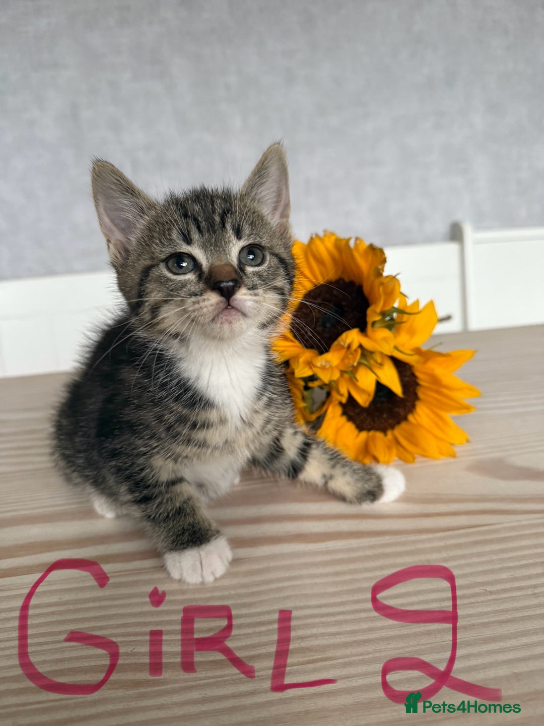 Mixed Breed cats for sale: Three beautiful kittens  - Image 4