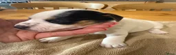 Jack Russell dogs for sale: Jack Russell puppy’s  - Advert 11
