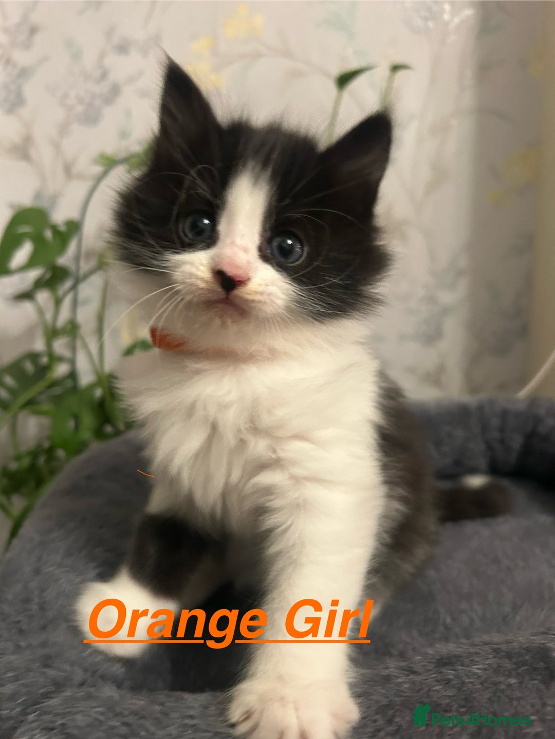 British Longhair cats for sale: Gorgeous Friendly Kittens - Advert 17