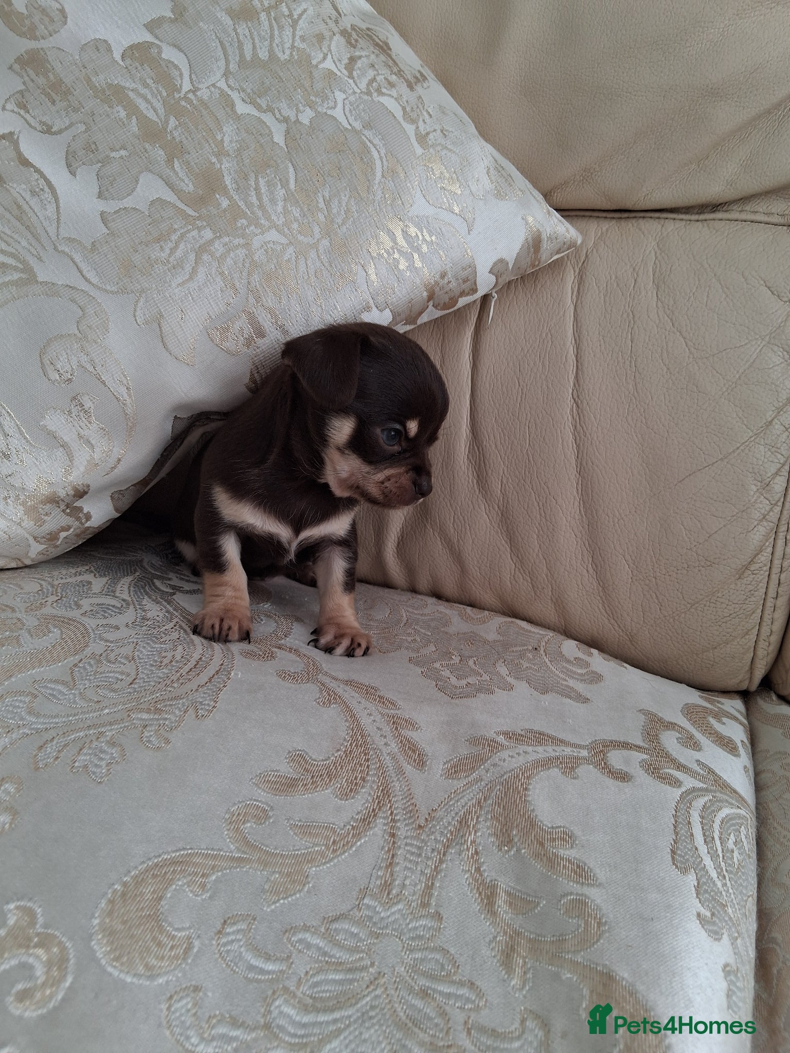 Chihuahua dogs Chihuahua puppies forsale only Girl puppy left - Advert 18