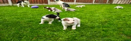 Border Collie dogs for sale: Border collie puppies - Advert 4