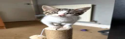 Mixed Breed cats for sale: Tabby kitten  - Advert 2