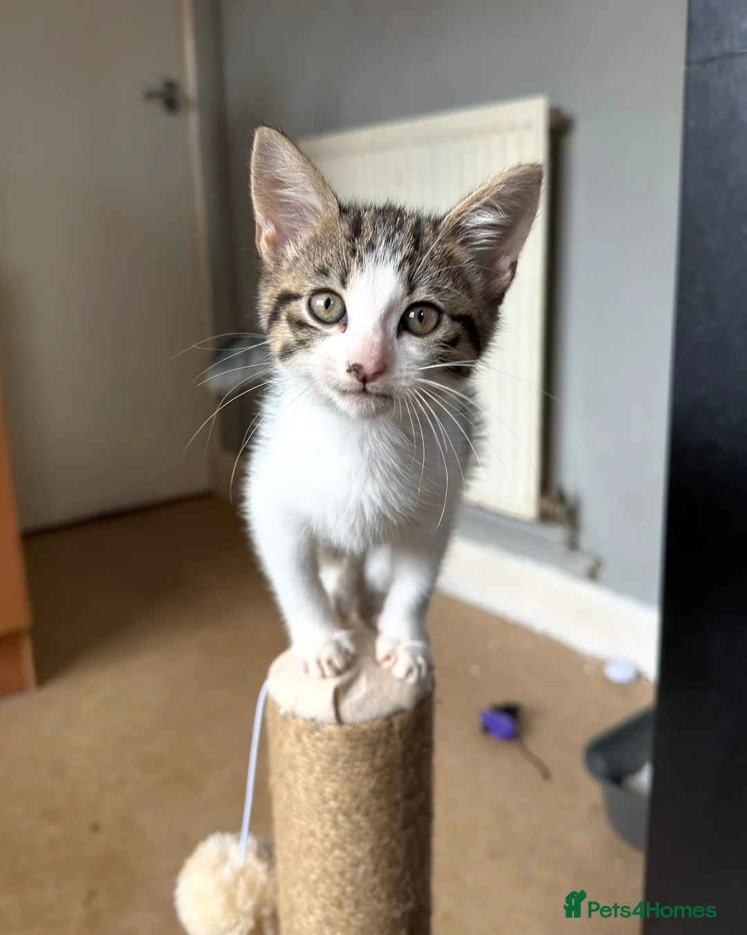 Mixed Breed cats for sale: Tabby kitten  - Advert 2