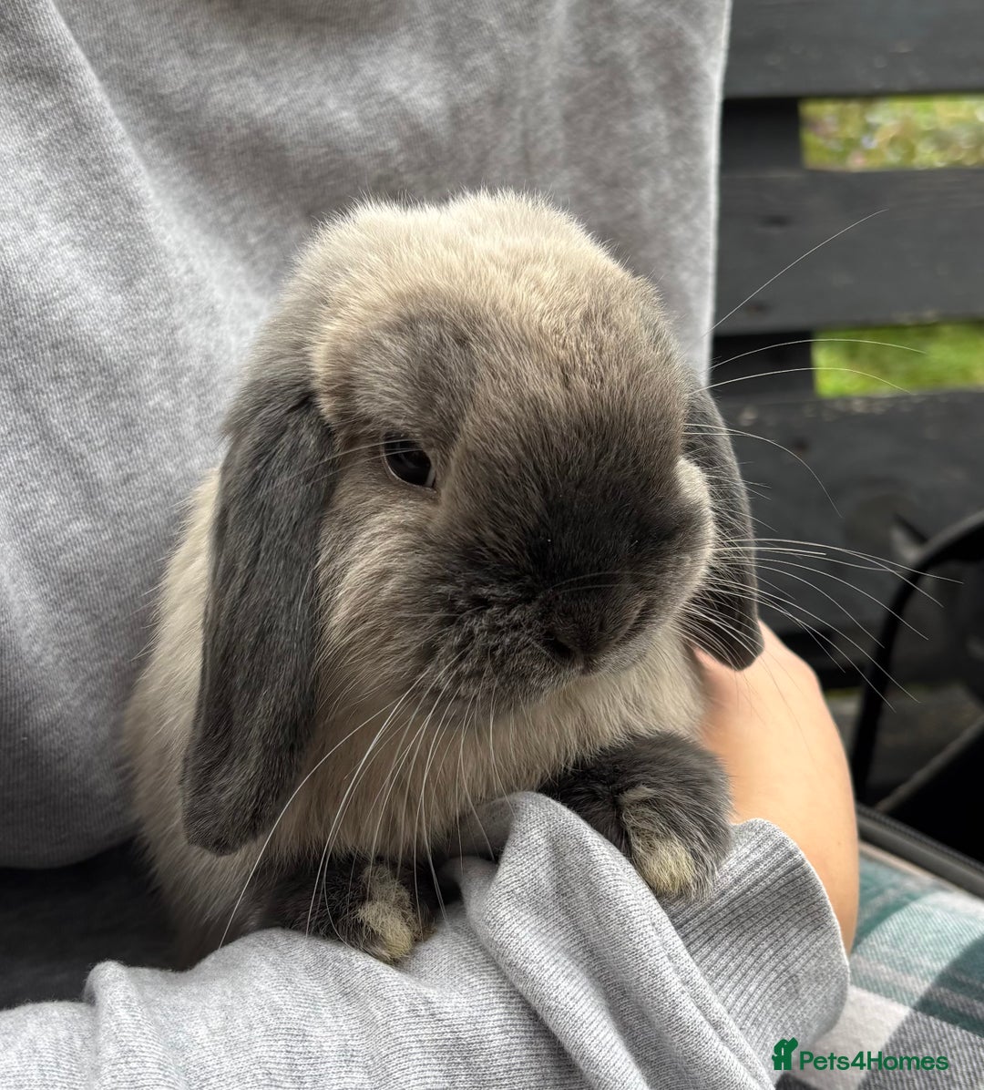 Mini Lop rabbits for sale: 3 male mini lop rabbits  - Advert 1