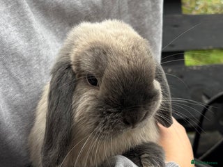 Mini Lop rabbits 3 male mini lop rabbits - Advert 1
