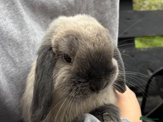 Mini Lop rabbits 3 male mini lop rabbits - Advert 11