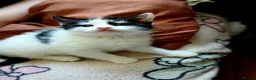 Mixed Breed cats for sale: Cute fluffy little kitten - Advert 4