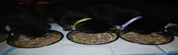 Mixed Breed dogs for sale: Shepweiler puppies  - Advert 12