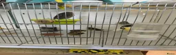 Canaries birds for sale: Canaries 15£ each the black and 20£ the yellow  - Advert 5