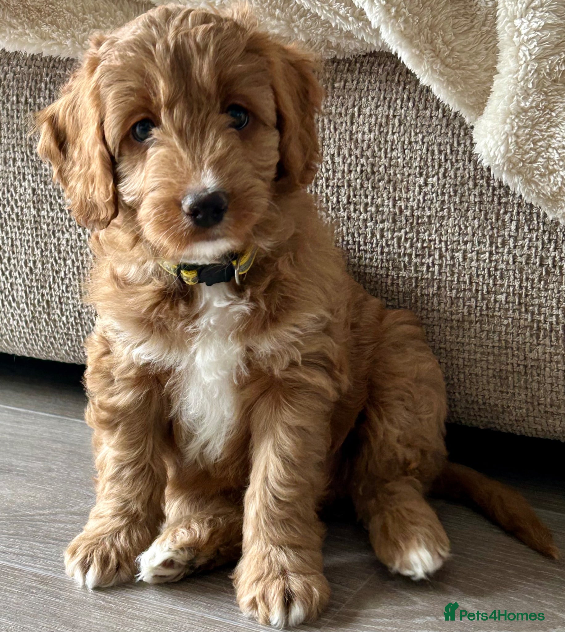 Mixed Breed dogs Tollerdoodle 3x Girls Available Now - Advert 16