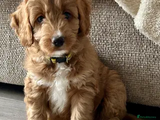 Mixed Breed dogs Tollerdoodle 3x Girls Available Now - Advert 16