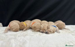 Golden Retriever dogs for sale: KC/FCI Well-Bred, Health CERTIFICATED,DAD CHAMPION - Image 3