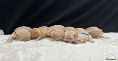 Golden Retriever dogs - Advert 3