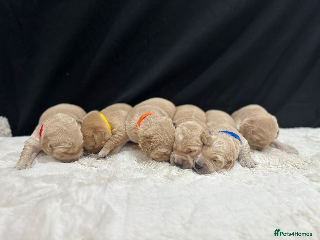 Golden Retriever dogs for sale: KC/FCI Well-Bred, Health CERTIFICATED,DAD CHAMPION - Image 3