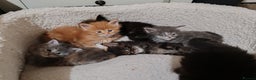 Maine Coon cats for sale: V. Vilma  - Advert 25