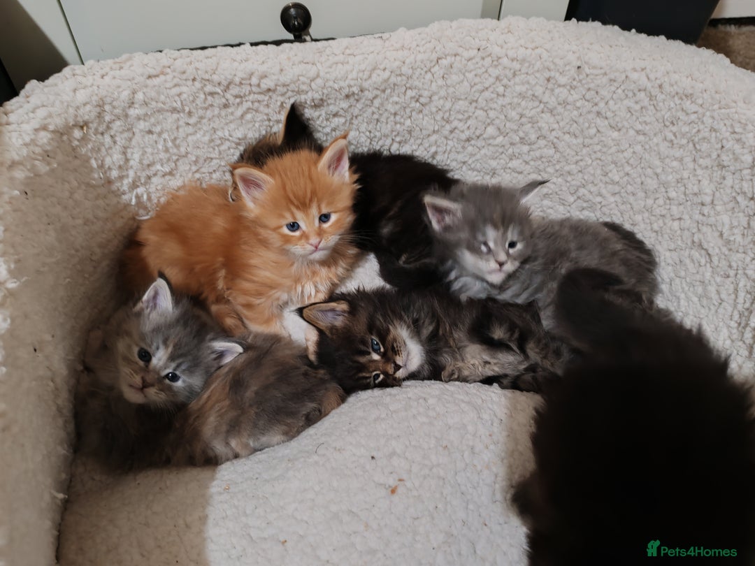Maine Coon cats for sale: V. Vilma  - Advert 25
