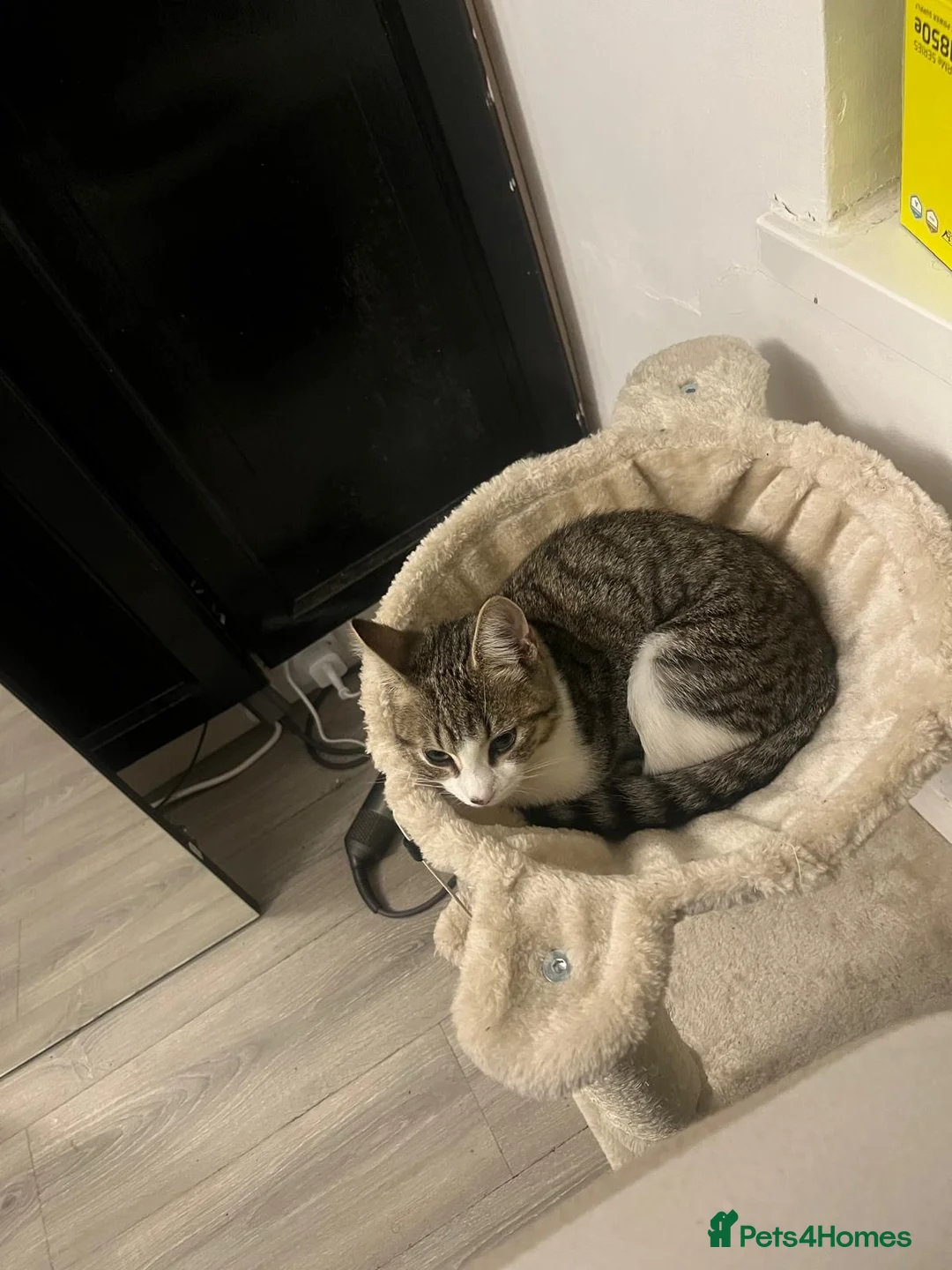 Mixed Breed cats for sale: FREE CAT - Advert 2