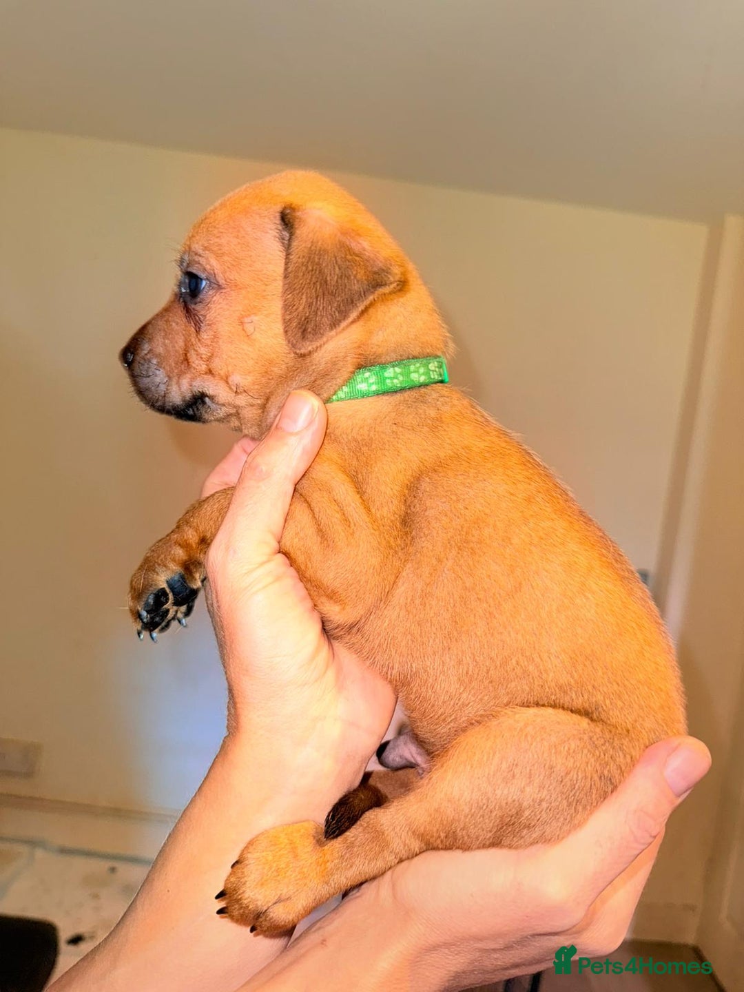 Mixed Breed dogs for sale: Mastiff x rottweiler  - Image 18