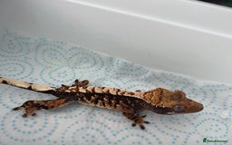 Gecko reptiles for sale: Mix of new Caledonian Geckos - Image 5