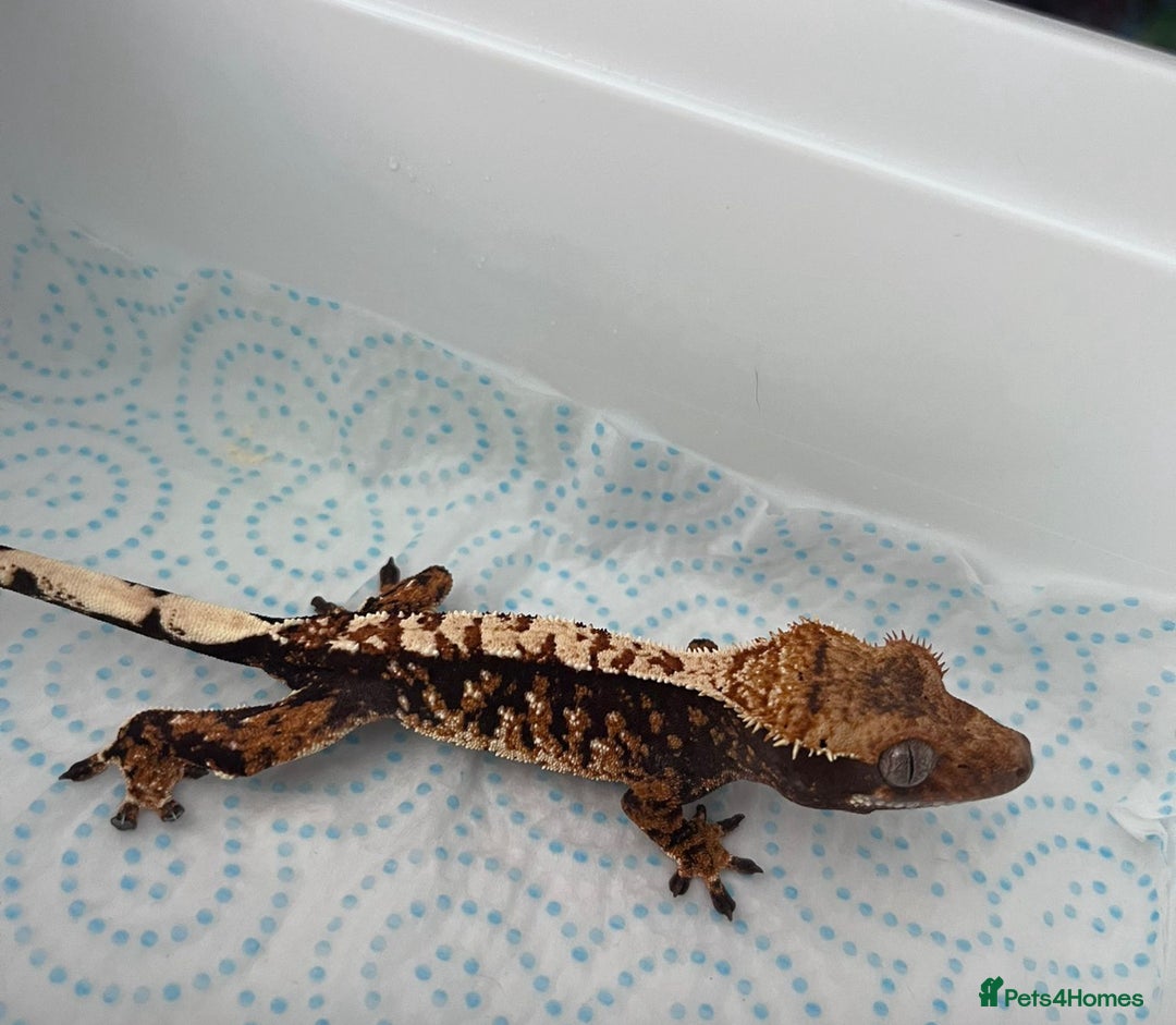 Gecko reptiles for sale: Mix of new Caledonian Geckos - Image 5