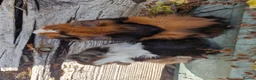 Guinea Pig rodents for sale: Baby male guinea pigs ready now - Advert 9