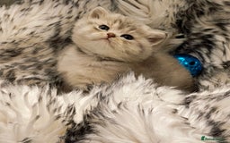 British Shorthair cats for sale: Blue, lilac, chocolate golden girls  - Advert 8