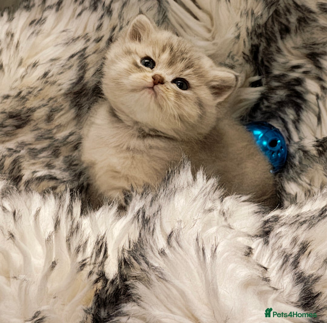 British Shorthair cats for sale: Blue, lilac, chocolate golden girls  - Advert 8