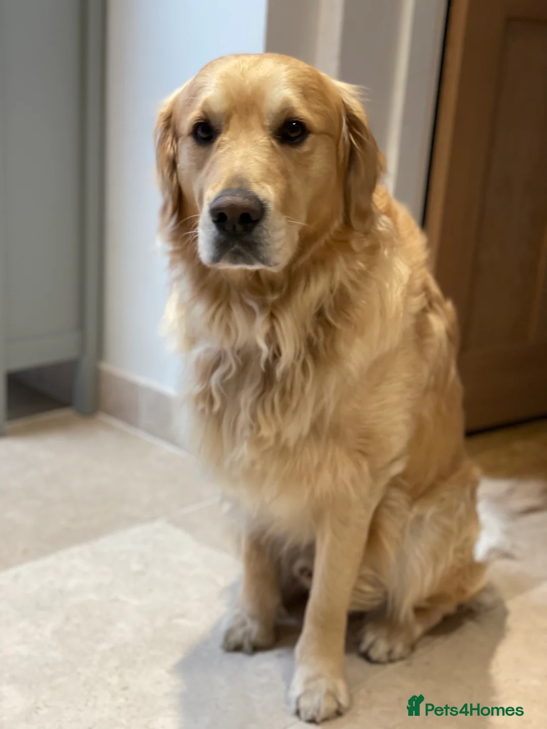 Golden Retriever dogs for stud: Available for stud in Coalville - Advert 5