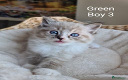 Ragdoll cats for sale: VERY BEAUTIFUL RAGDOLL KITTENS  - Image 10