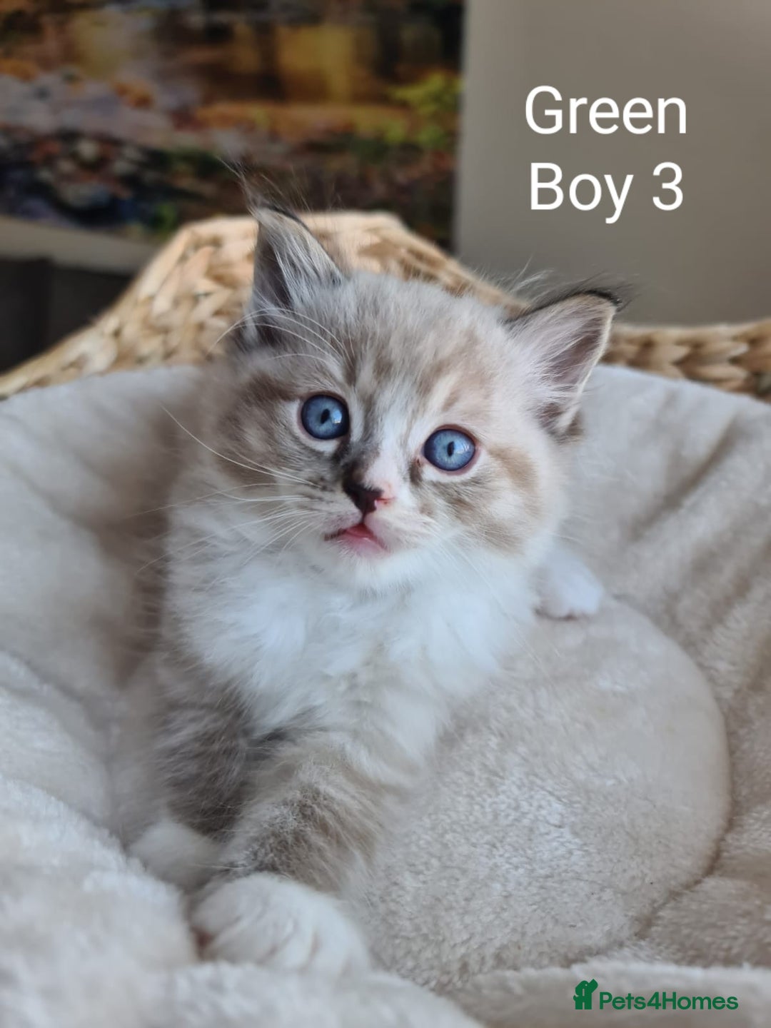 Ragdoll cats for sale: VERY BEAUTIFUL RAGDOLL KITTENS  - Image 10