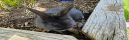 Netherland Dwarf rabbits for sale: Baby rabbits for sale in Newport - Advert 2