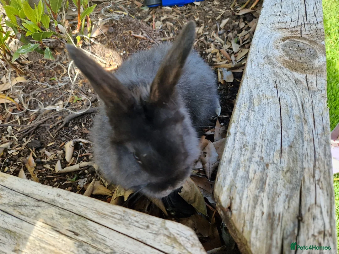 Netherland Dwarf rabbits for sale: Baby rabbits for sale in Newport - Advert 2