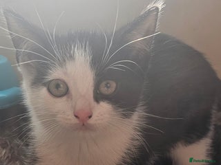 Mixed Breed cats - Advert 14