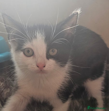 Mixed Breed cats - Advert 9