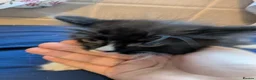 Mixed Breed cats for sale: Adorable fluffy kitten last in litter - Advert 3
