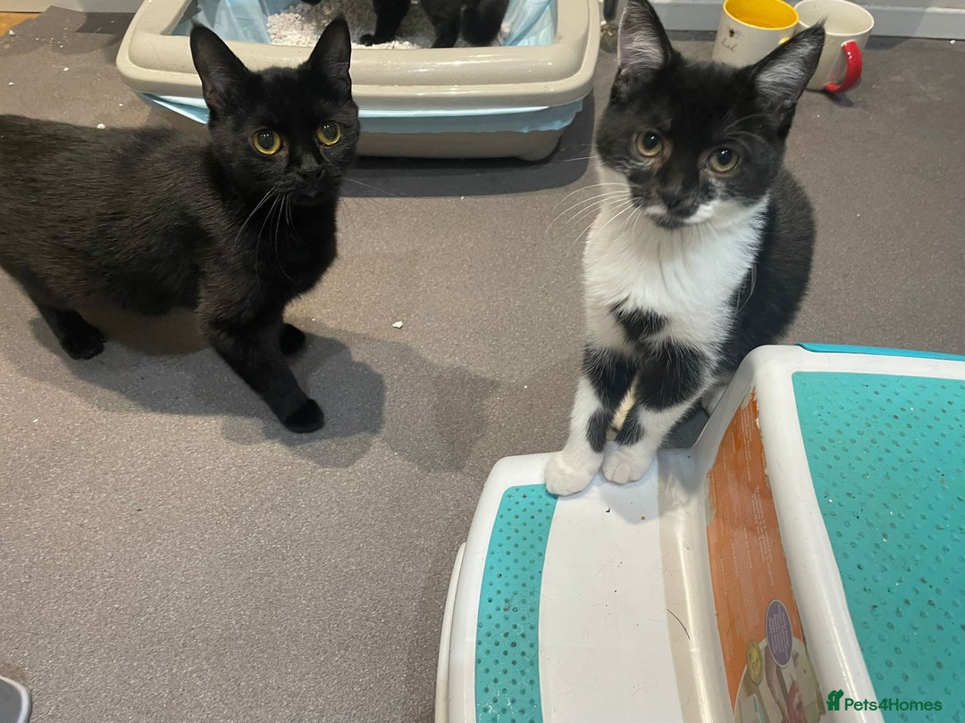 British Shorthair cats for sale: Two loving kittens ready for their forever home! - Image 3