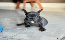 French Bulldog dogs for sale: Healthy Blue French Bulldog Babies - Image 14