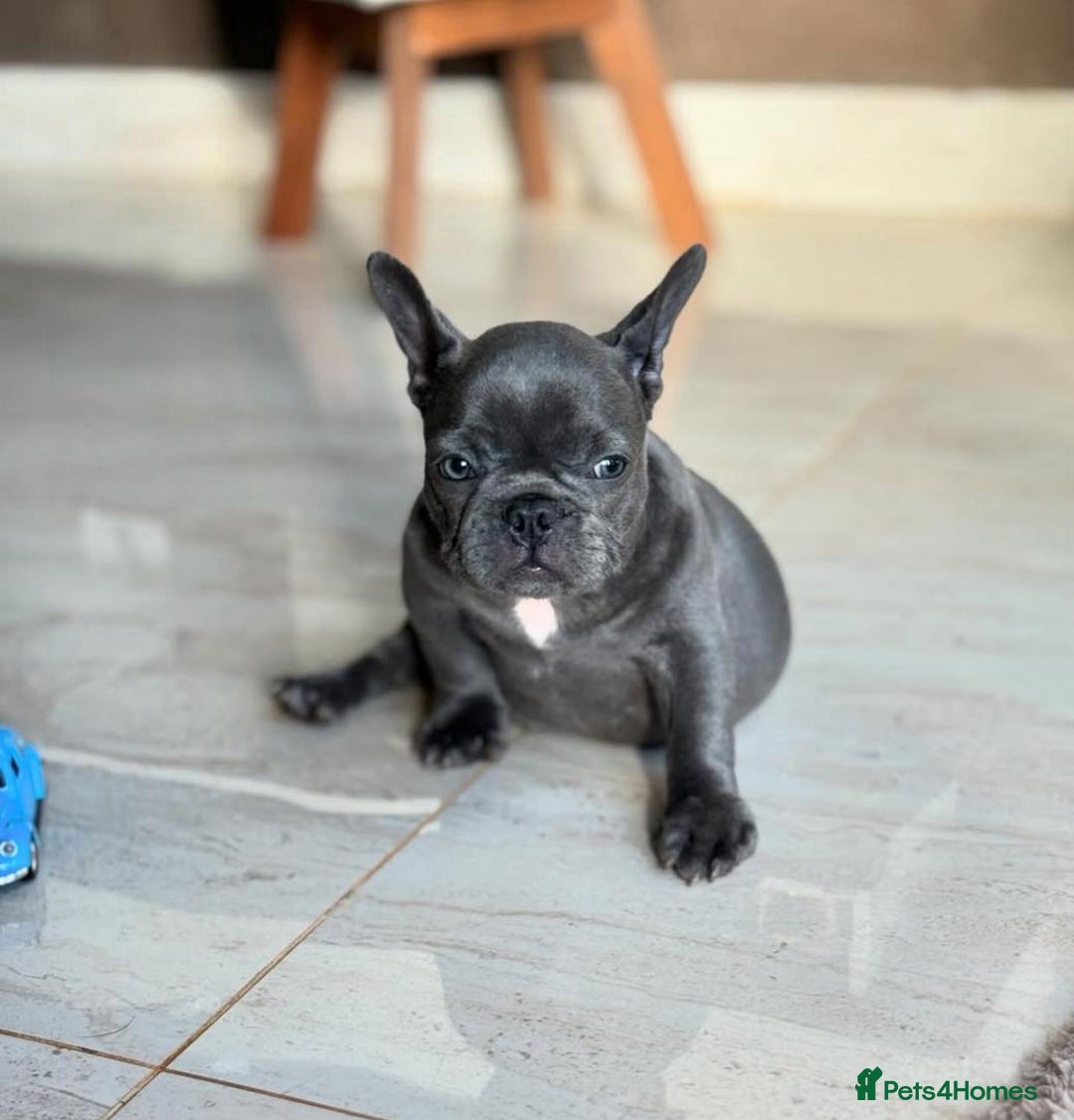 French Bulldog dogs for sale: Healthy Blue French Bulldog Babies - Image 14