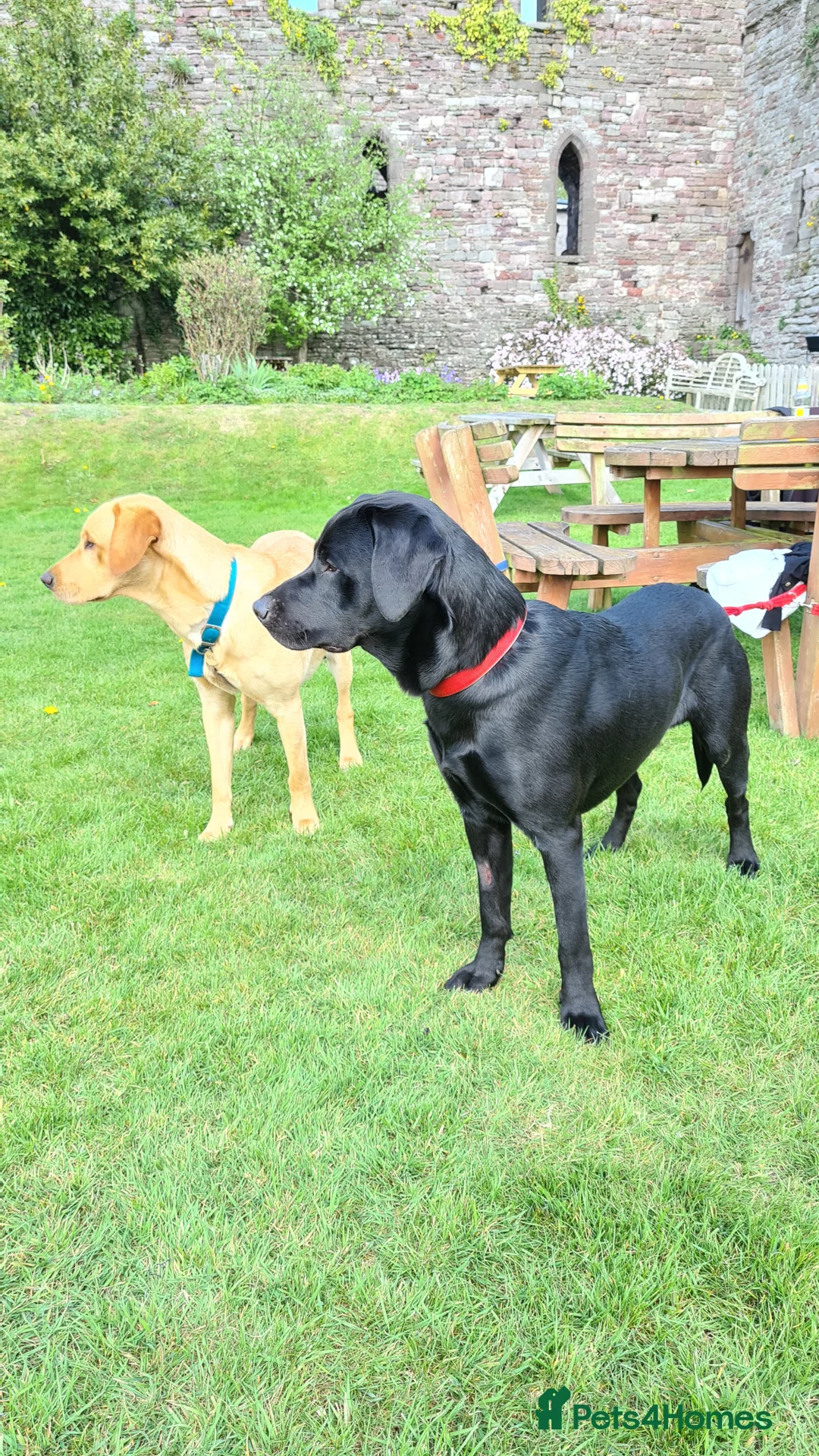 Labrador Retriever dogs for stud: Unproven Labrador Stud NO FEE. KC reg/BVA screened in Brecon - Advert 27