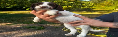 English Springer Spaniel 5