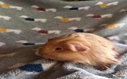 Guinea Pig rodents for sale: Lovely Teddy and Coronet baby Guinea pigs - Image 16