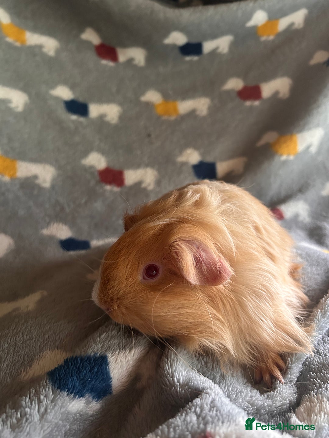 Guinea Pig rodents for sale: Lovely Teddy and Coronet baby Guinea pigs - Image 16