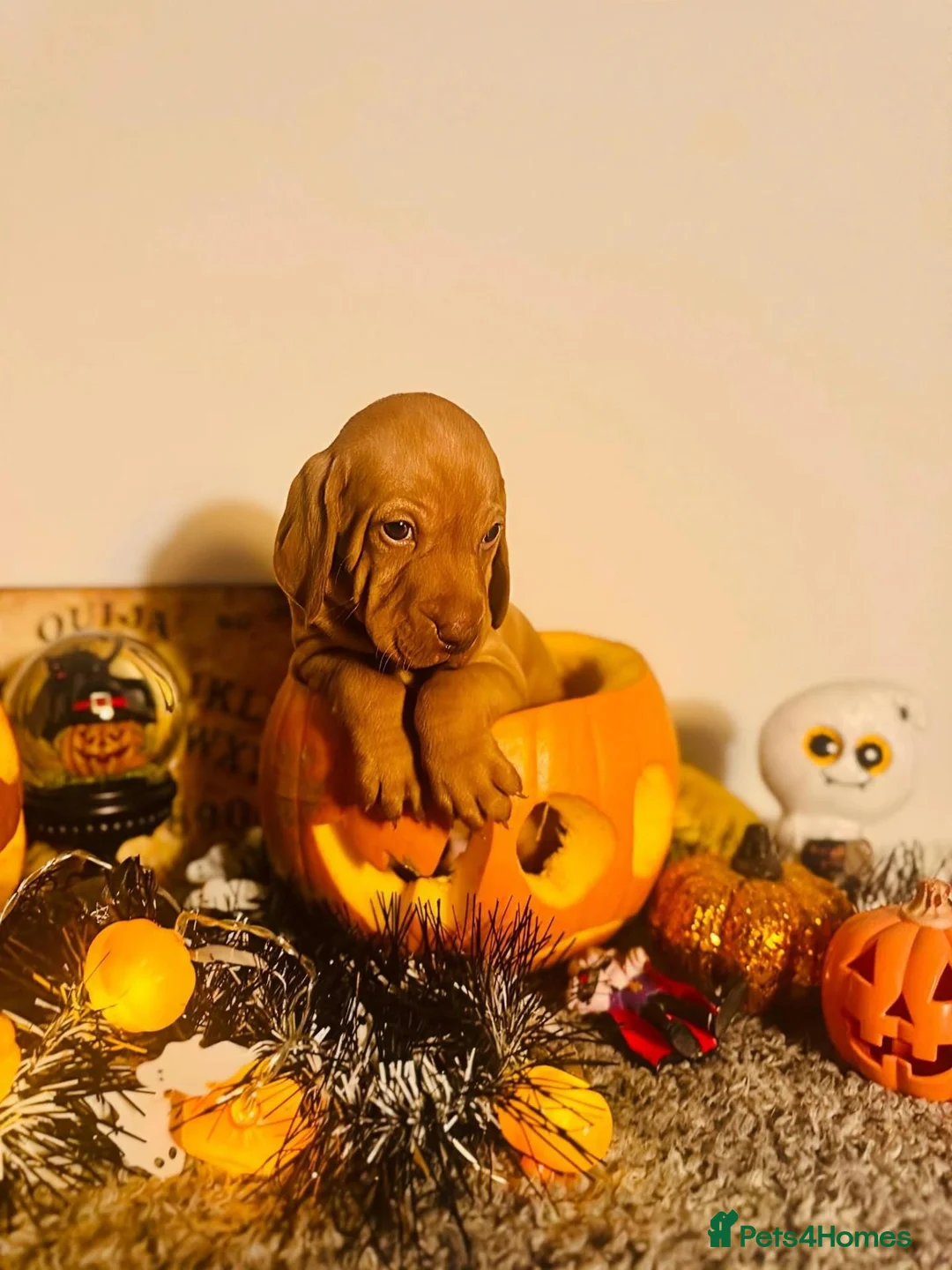 Hungarian Vizsla dogs for sale: 1 male KC registered Hungarian vizsla puppy  - Advert 1
